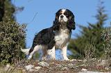 CAVALIER KING CHARLES 310